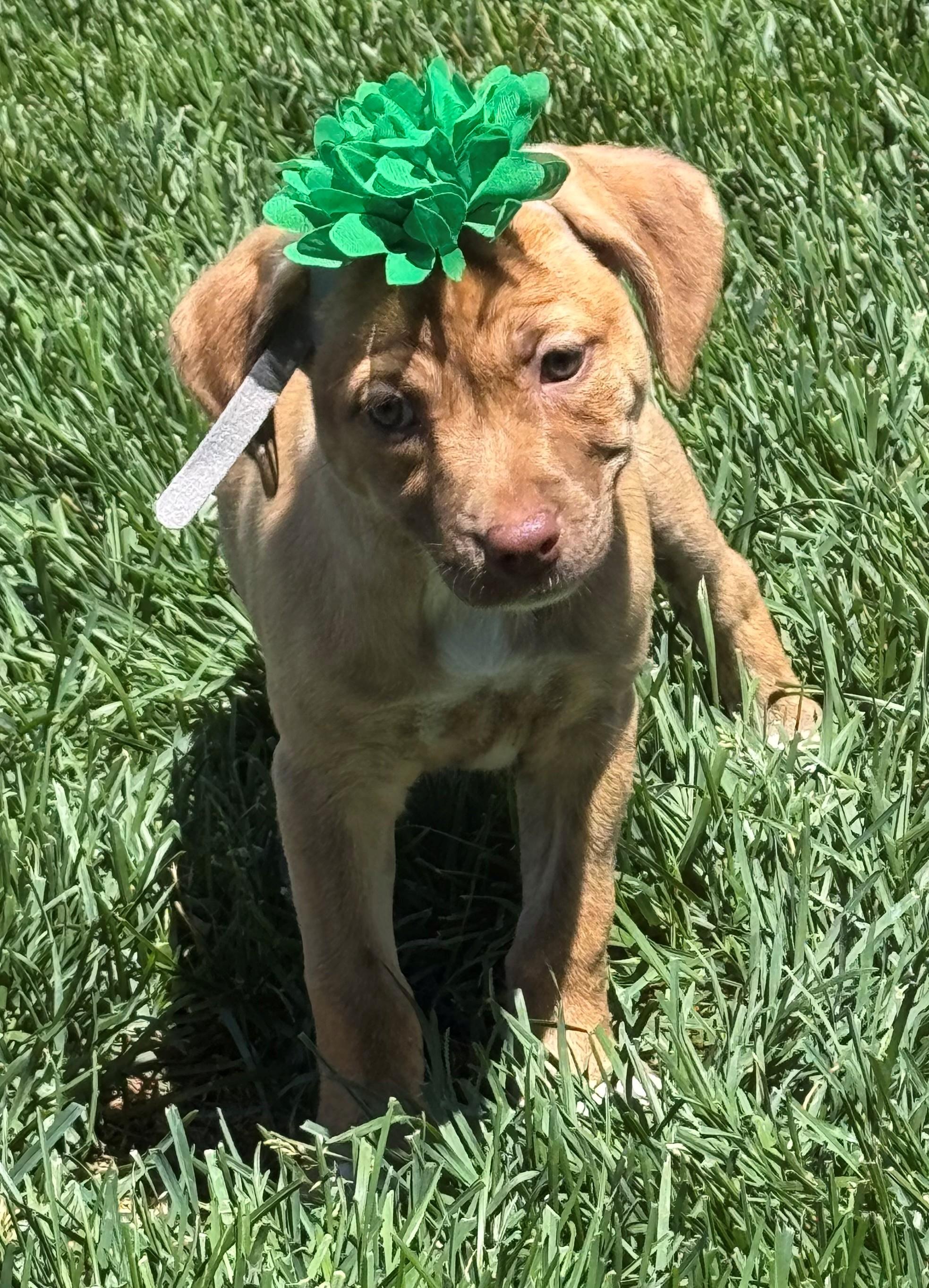 Ripley, a Adoptable mixed breed in Windsor, CO image 3/6