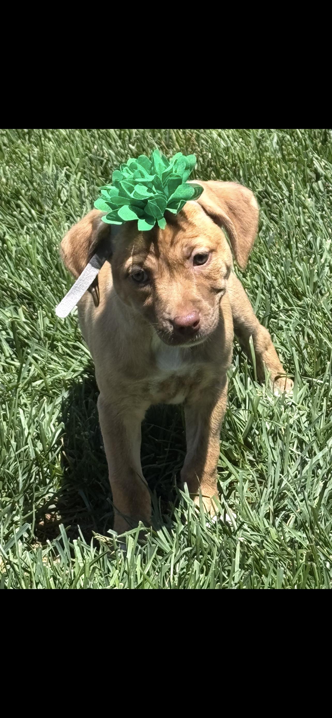 Ripley, a Adoptable mixed breed in Windsor, CO image 4/6