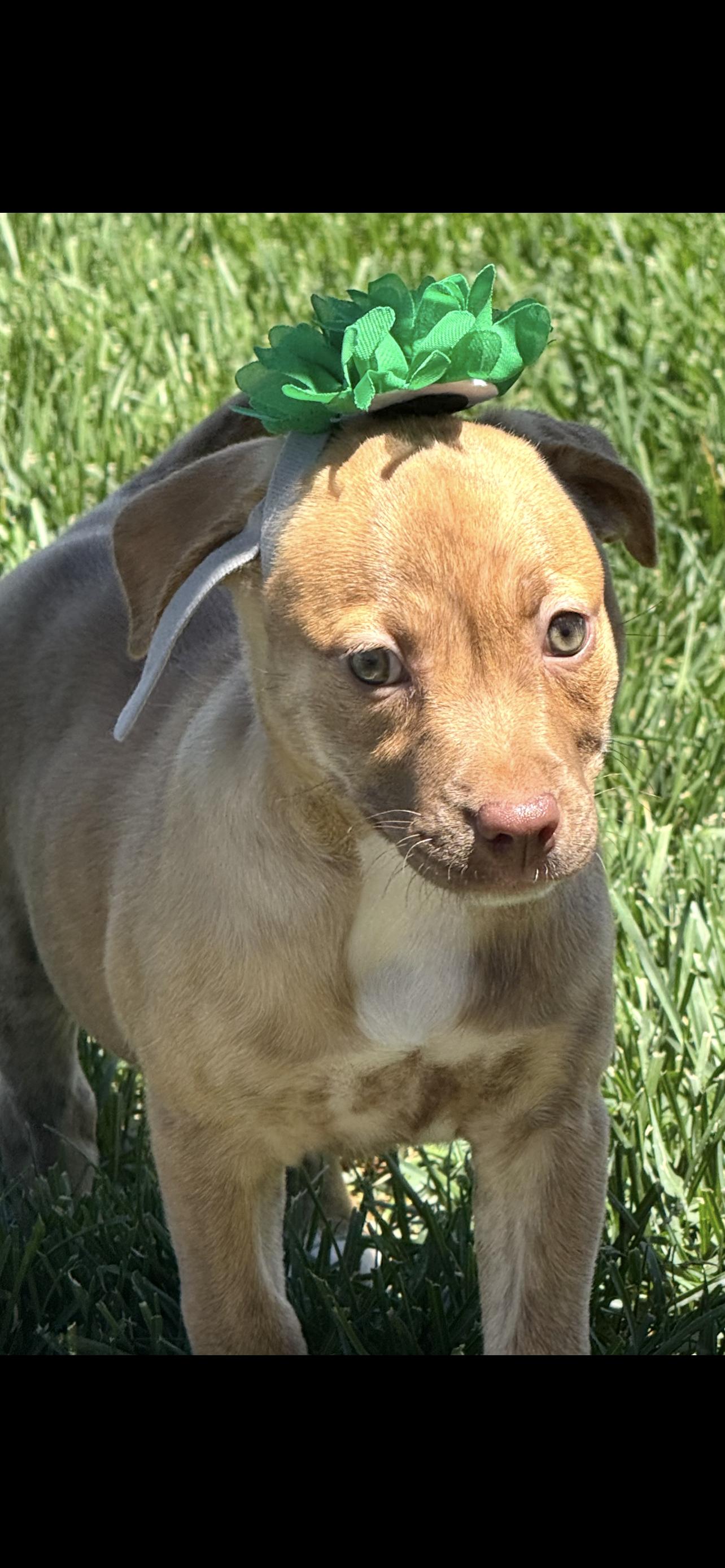 Ripley, a Adoptable mixed breed in Windsor, CO image 5/6