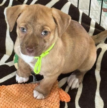 Ripley, a Adoptable mixed breed in Windsor, CO image 6/6
