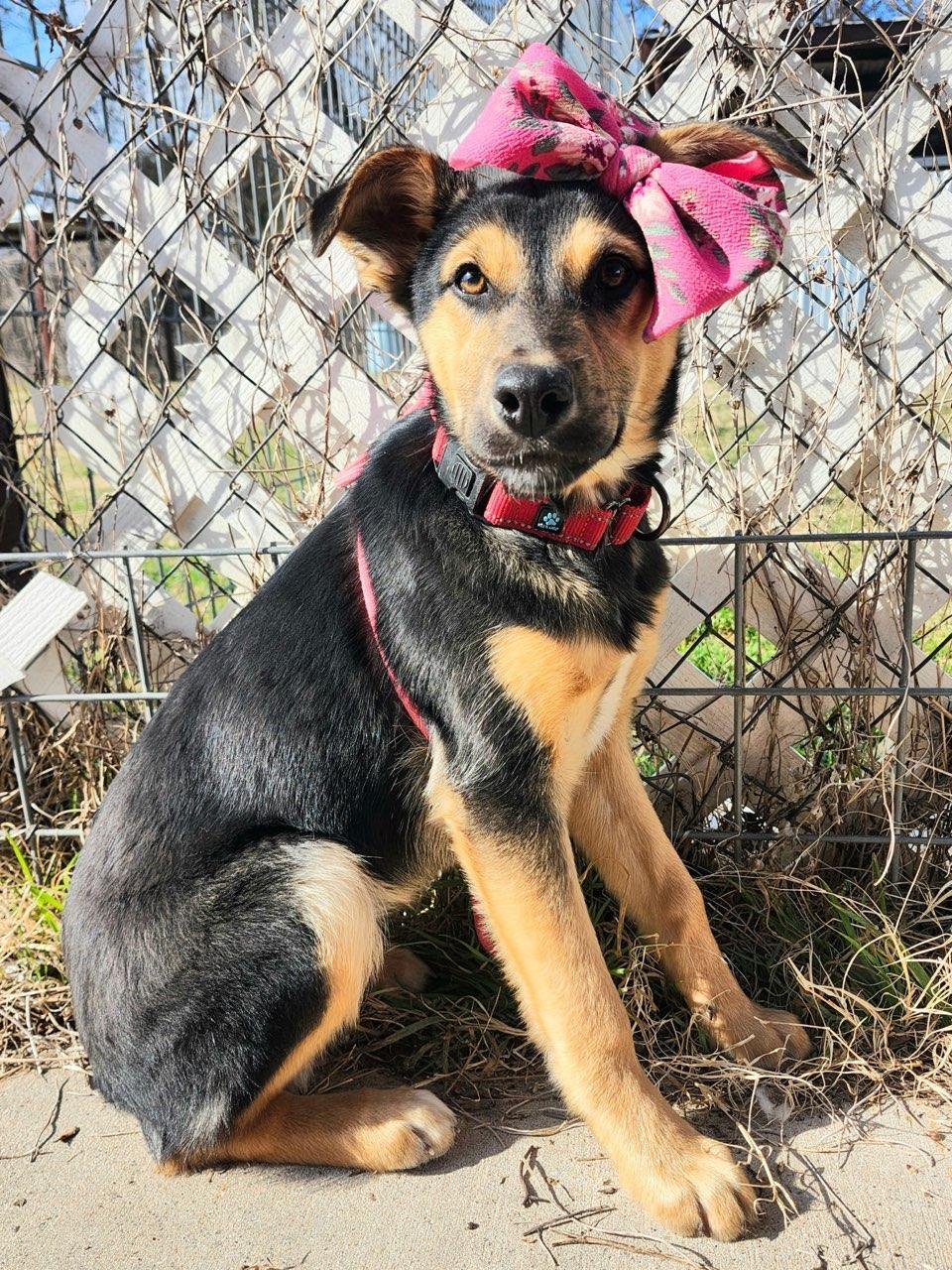 Enlarge Chloe, a Adoptable Australian Shepherd in Maquoketa, IA image 2/2