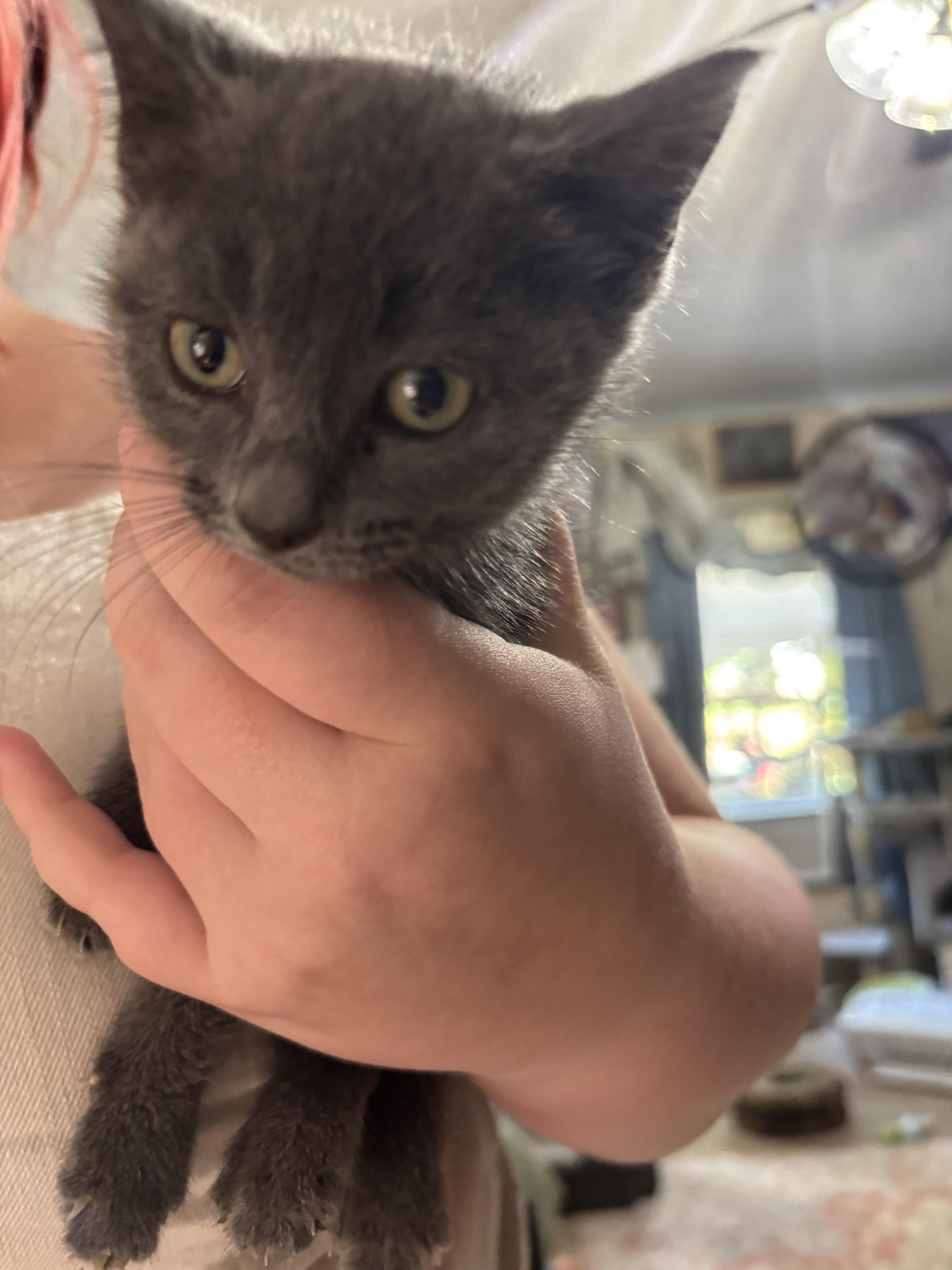 Twilight, Adoptable, Kitten Female Domestic Short Hair.
