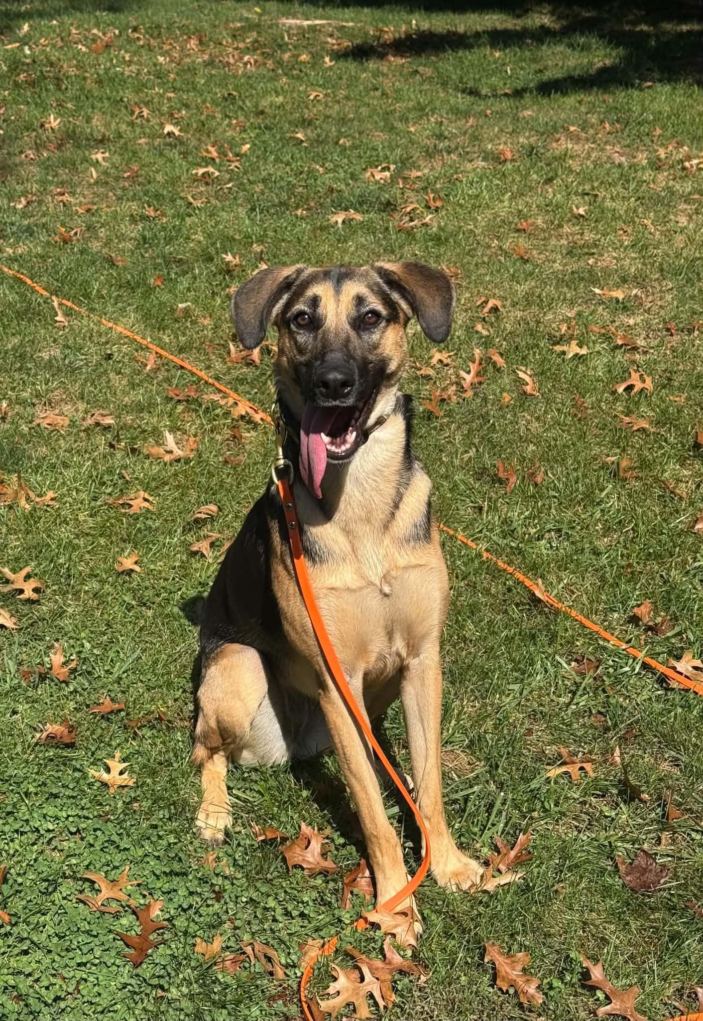 Enlarge Lara, a Adoptable mixed breed in Silver Spring, MD image 1/6