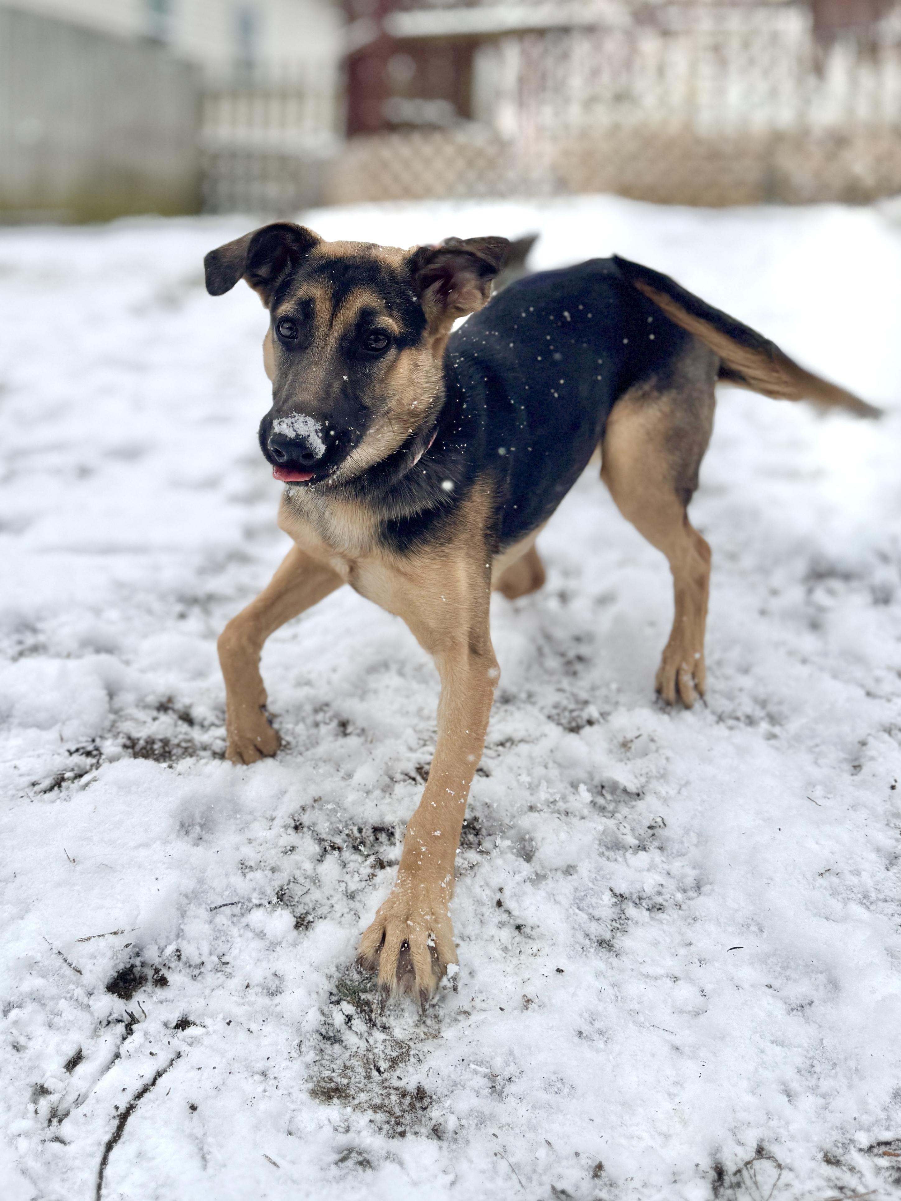 Enlarge Lara, a Adoptable mixed breed in Silver Spring, MD image 3/6