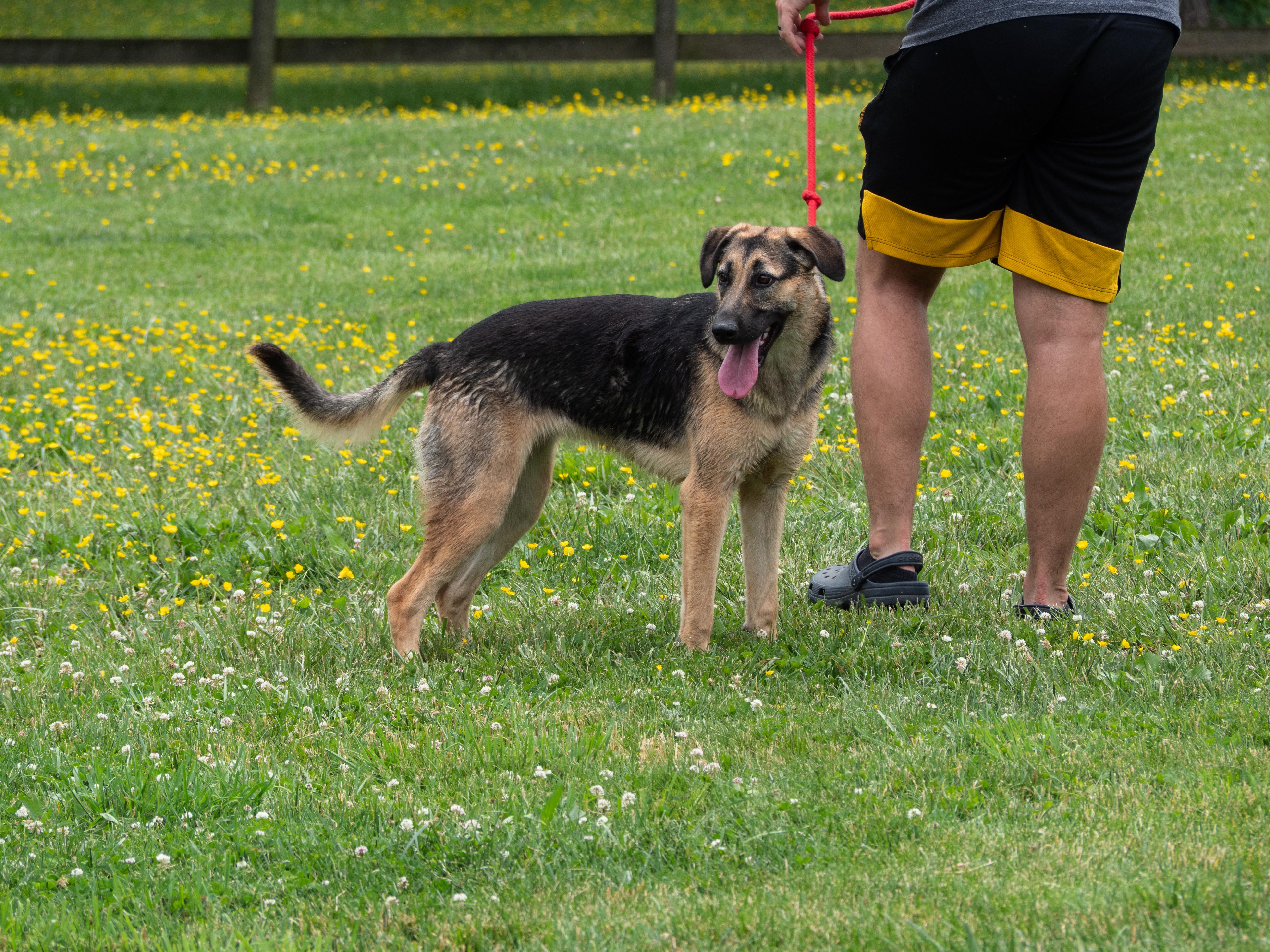 Enlarge Lara, a Adoptable mixed breed in Silver Spring, MD image 4/6
