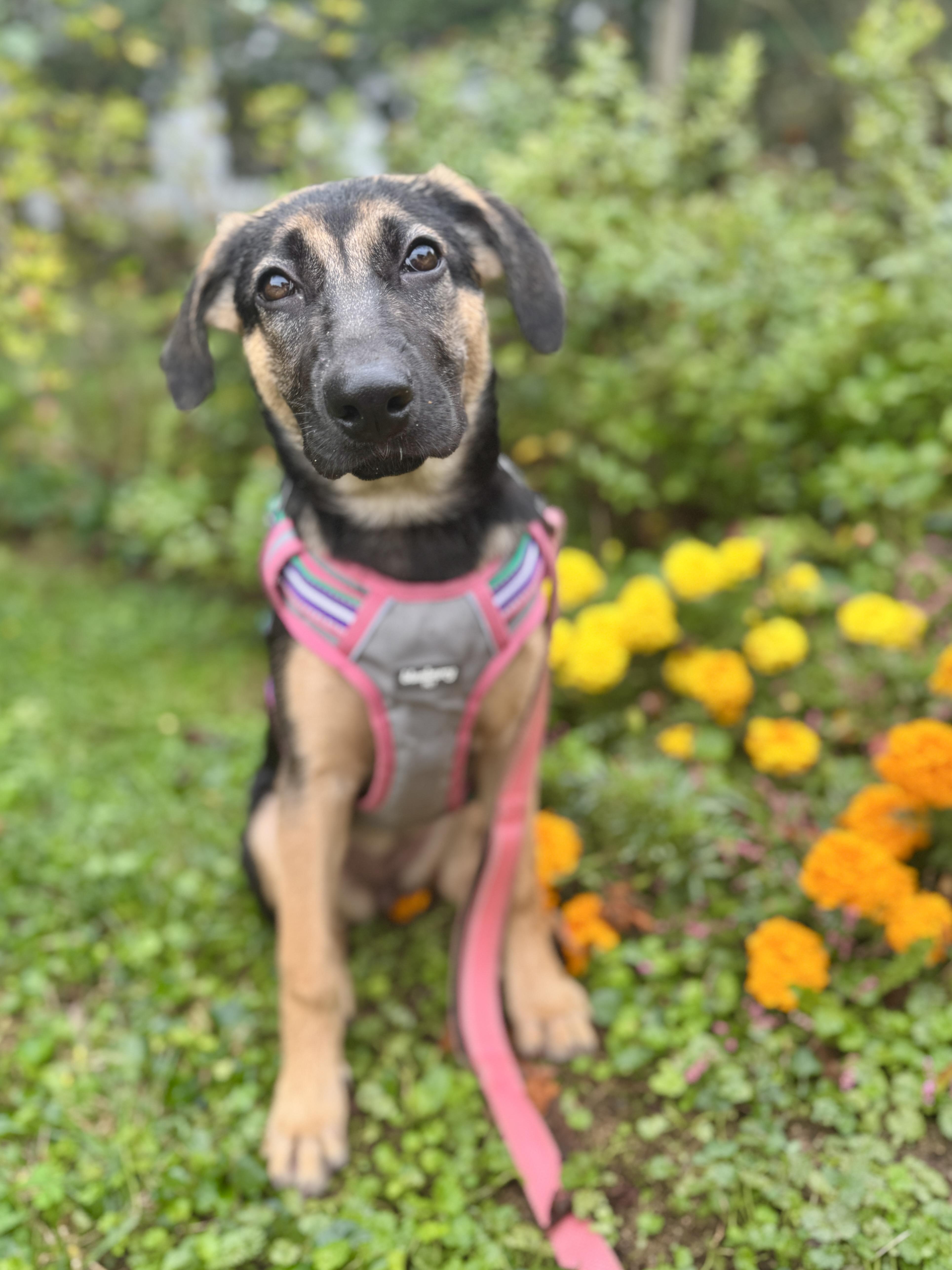 Enlarge Lara, a Adoptable mixed breed in Silver Spring, MD image 5/6