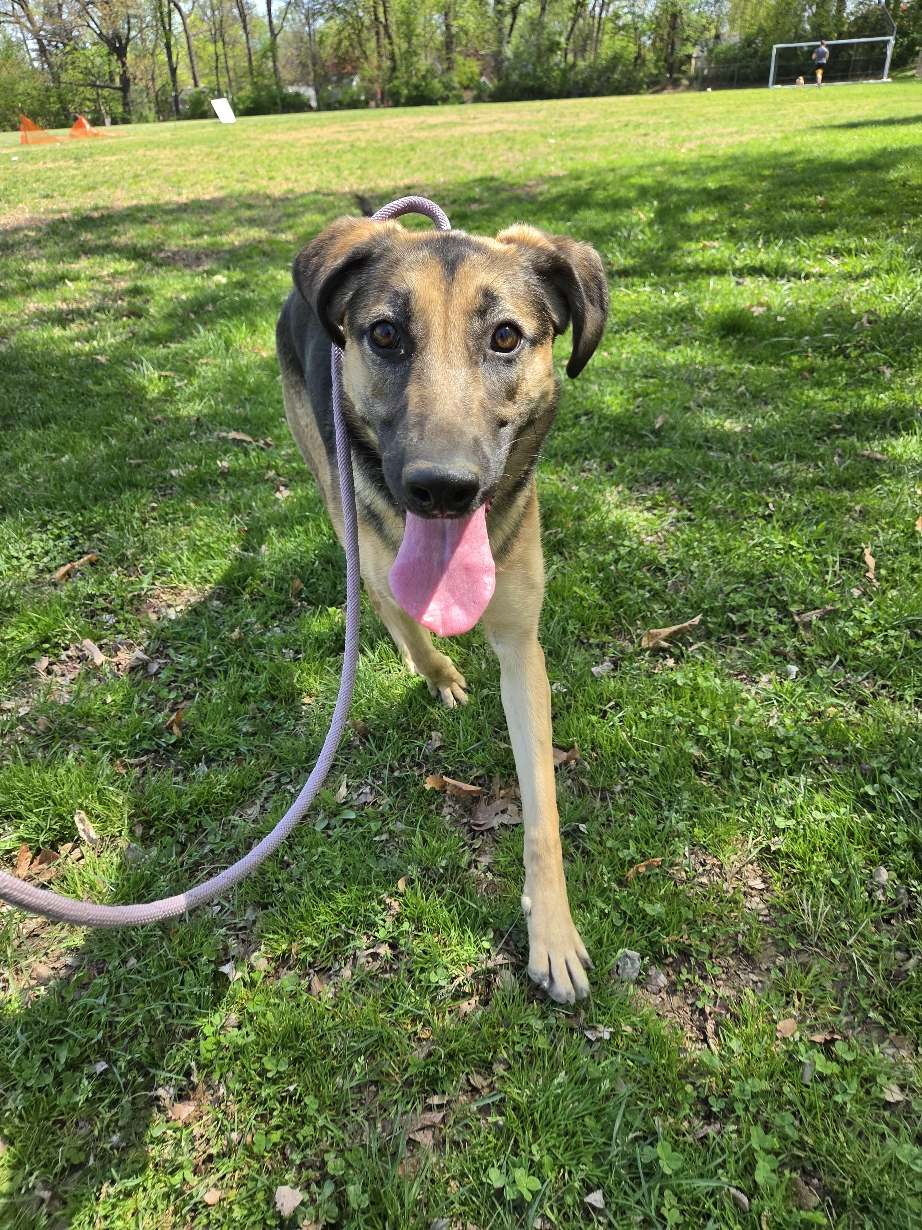 Enlarge Lara, a Adoptable mixed breed in Silver Spring, MD image 5/6