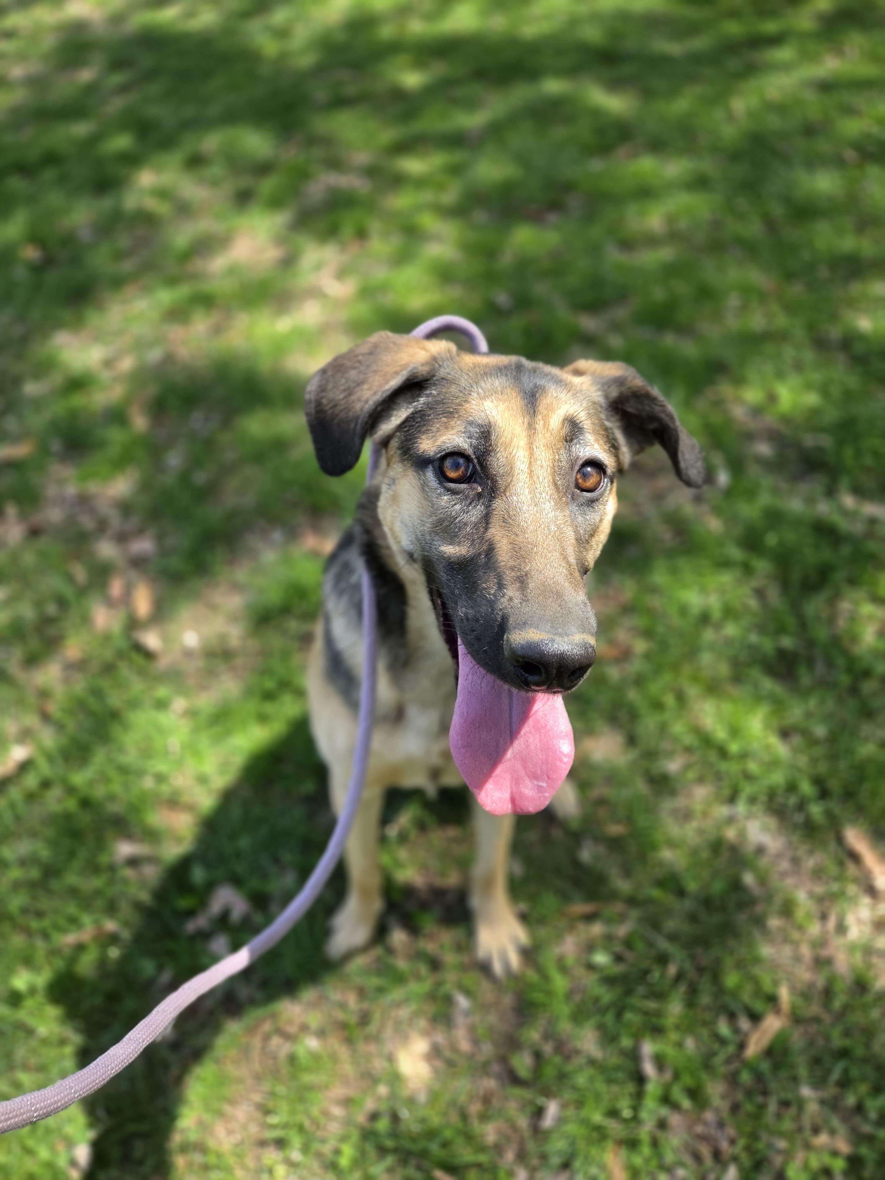 Lara, Adoptable, Young Female German Shepherd Dog & Belgian Shepherd / Malinois.