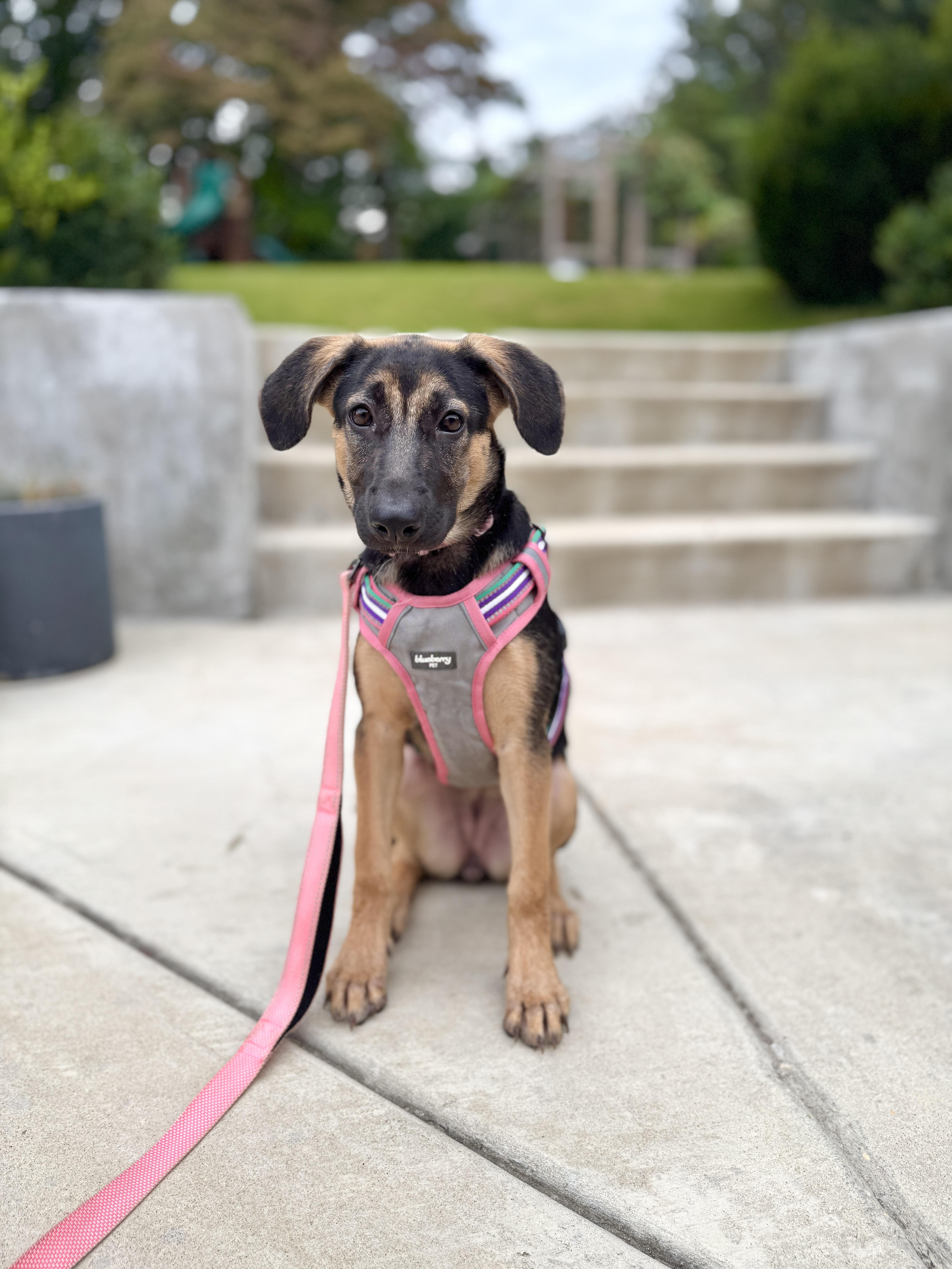 Enlarge Lara, a Adoptable mixed breed in Silver Spring, MD image 4/6