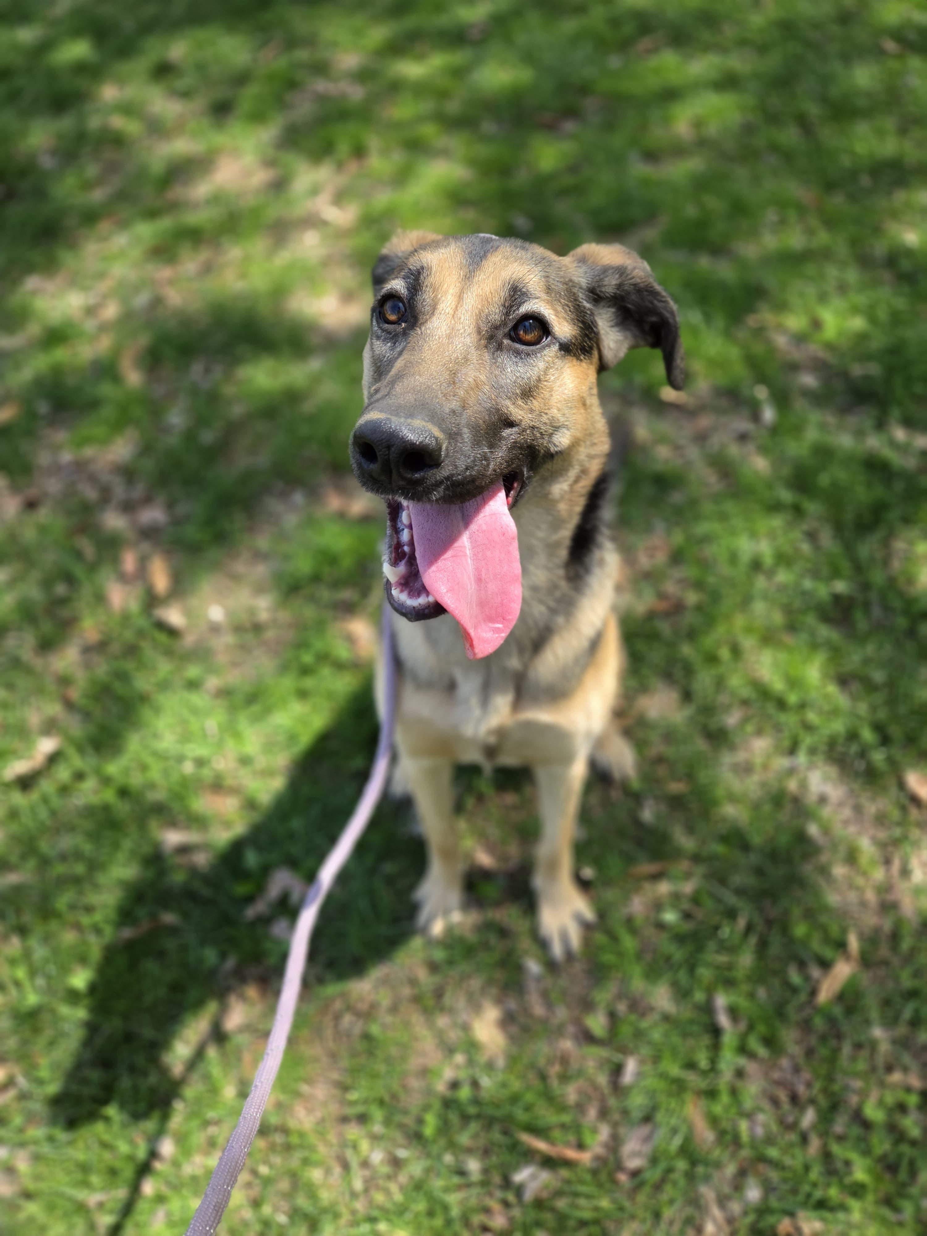 Enlarge Lara, a Adoptable mixed breed in Silver Spring, MD image 4/6
