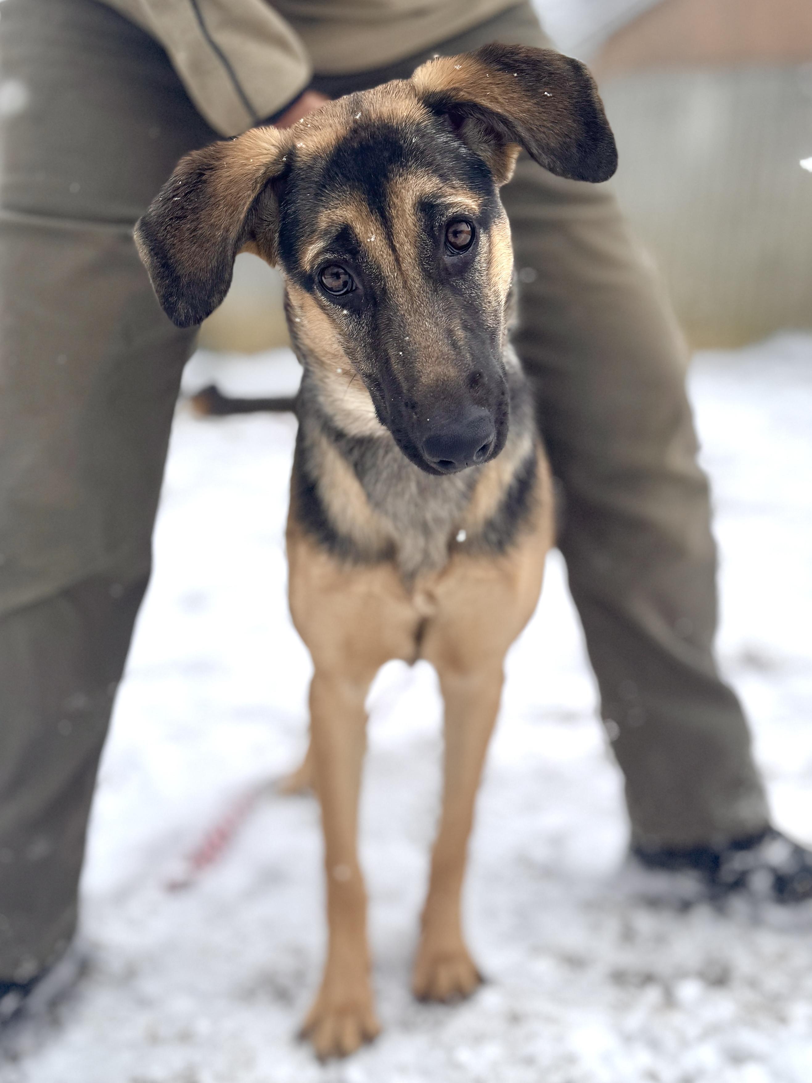 Enlarge Lara, a Adoptable mixed breed in Silver Spring, MD image 6/6