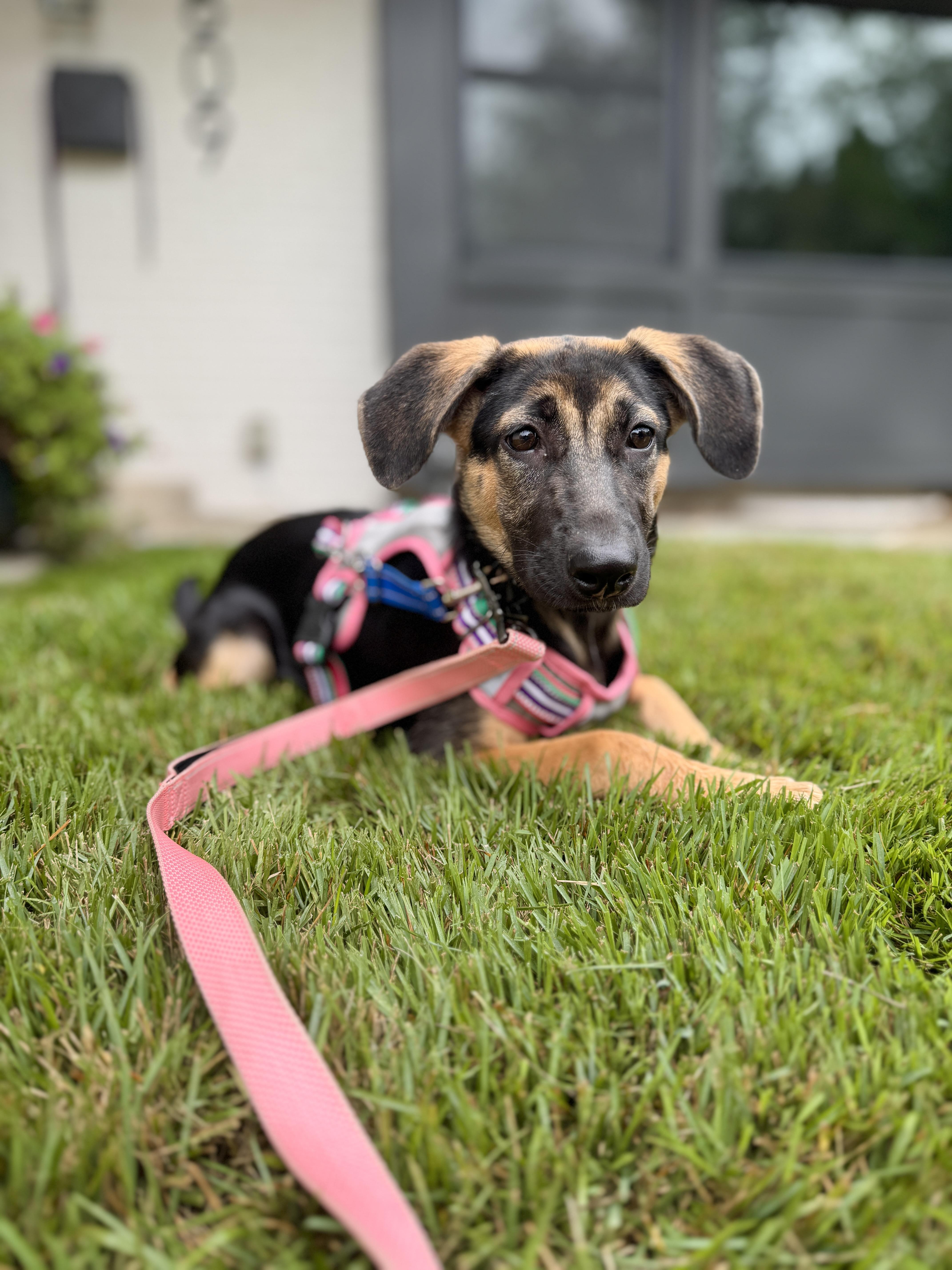 Enlarge Lara, a Adoptable mixed breed in Silver Spring, MD image 3/6