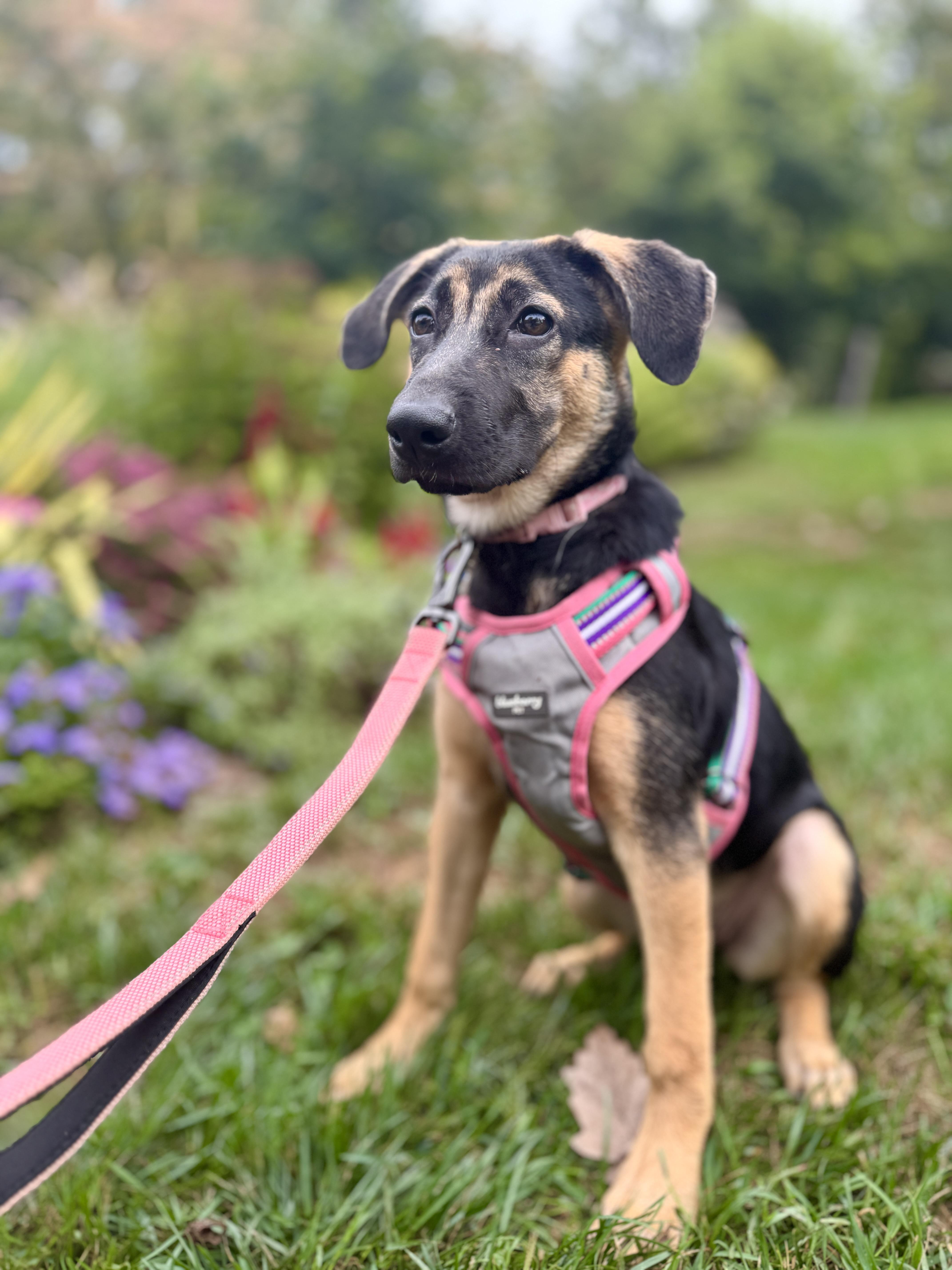 Enlarge Lara, a Adoptable mixed breed in Silver Spring, MD image 2/6