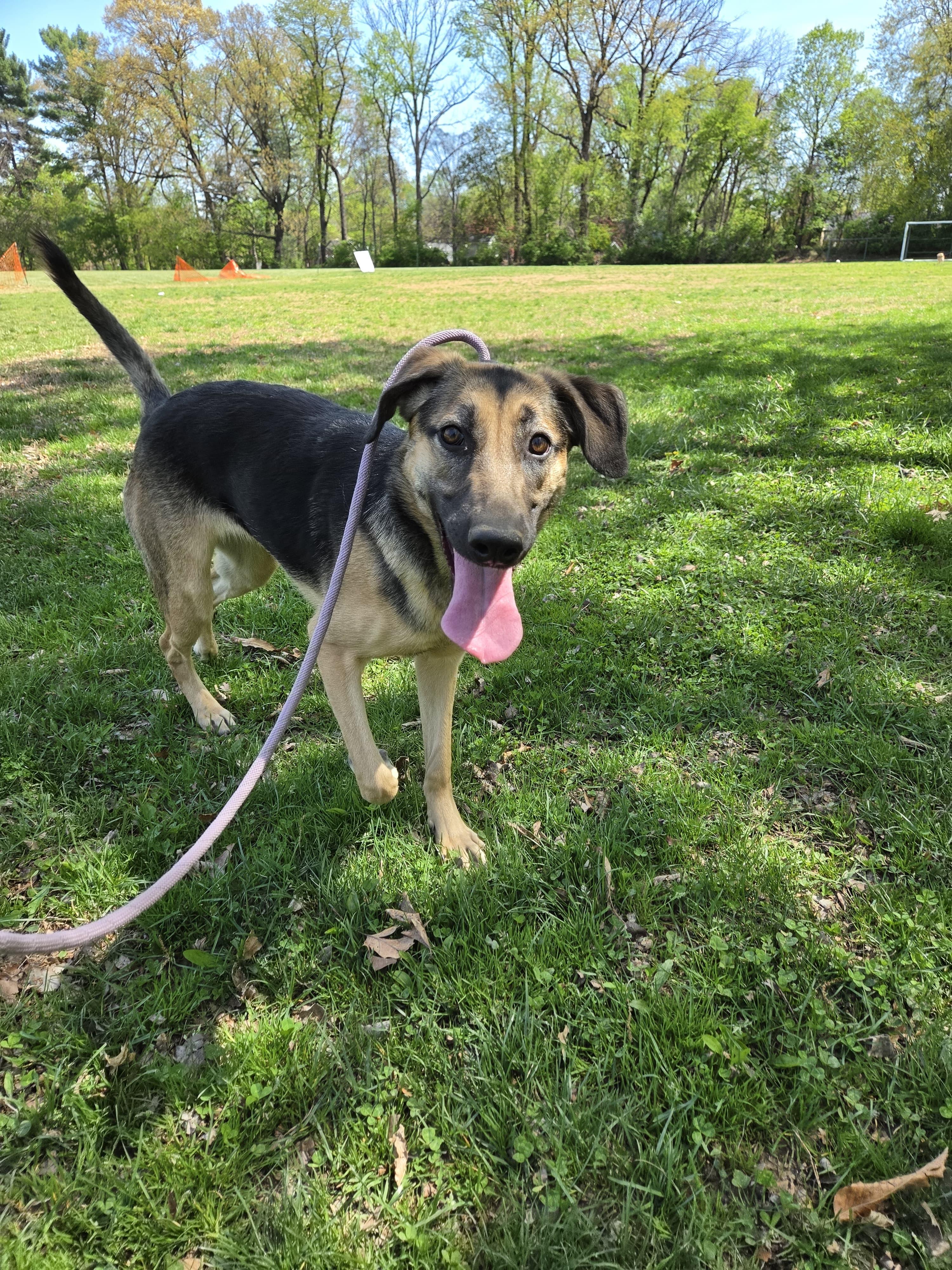 Enlarge Lara, a Adoptable mixed breed in Silver Spring, MD image 2/6