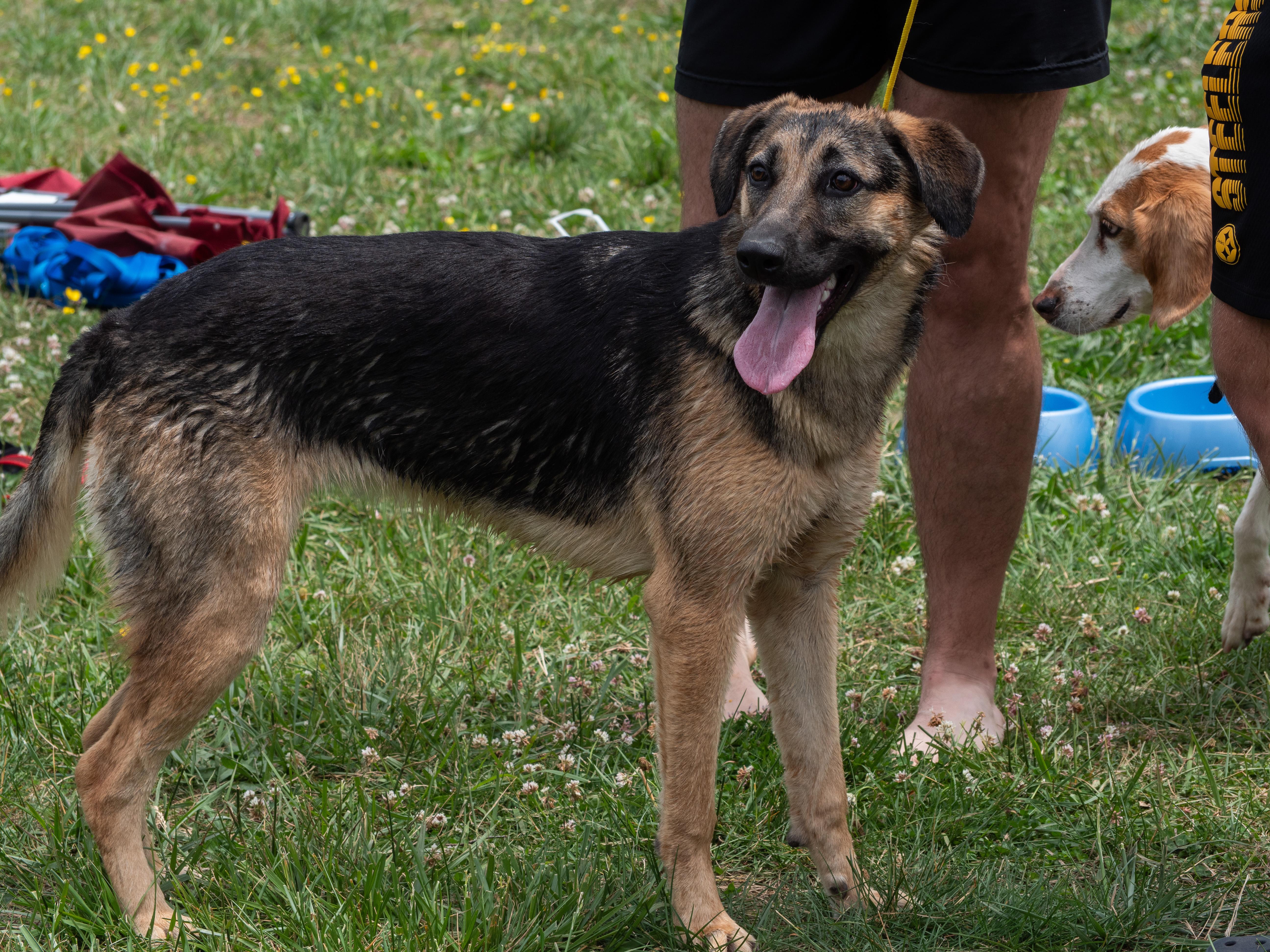 Enlarge Lara, a Adoptable mixed breed in Silver Spring, MD image 3/6