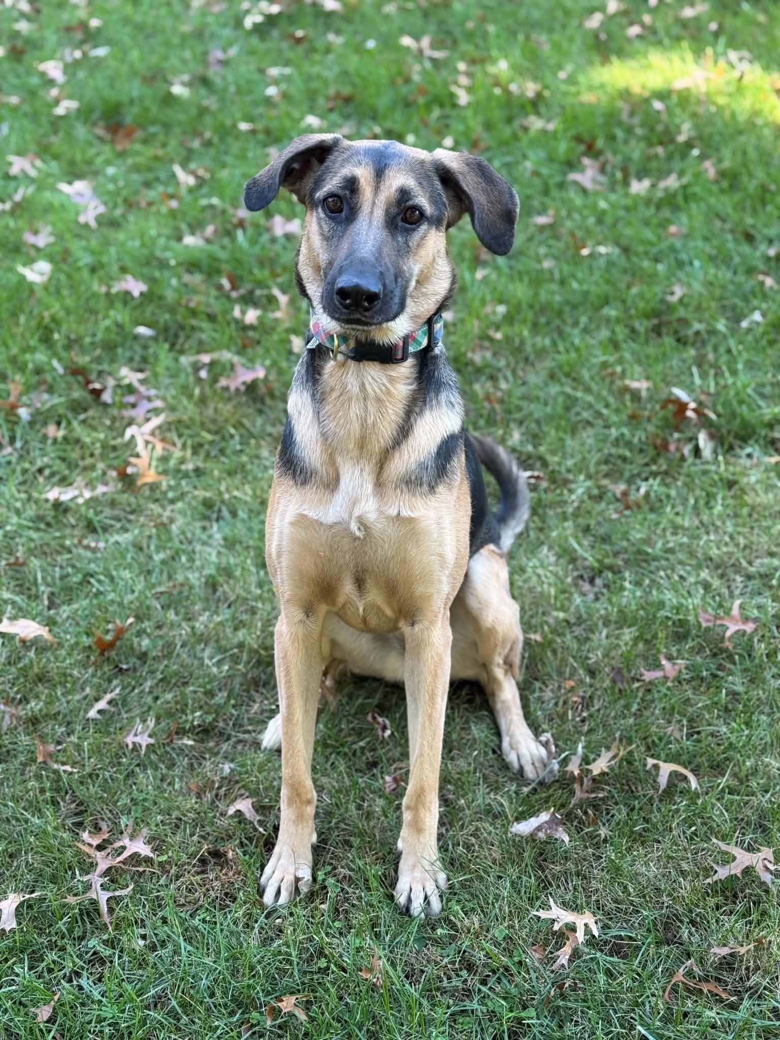 Enlarge Lara, a Adoptable mixed breed in Silver Spring, MD image 2/6