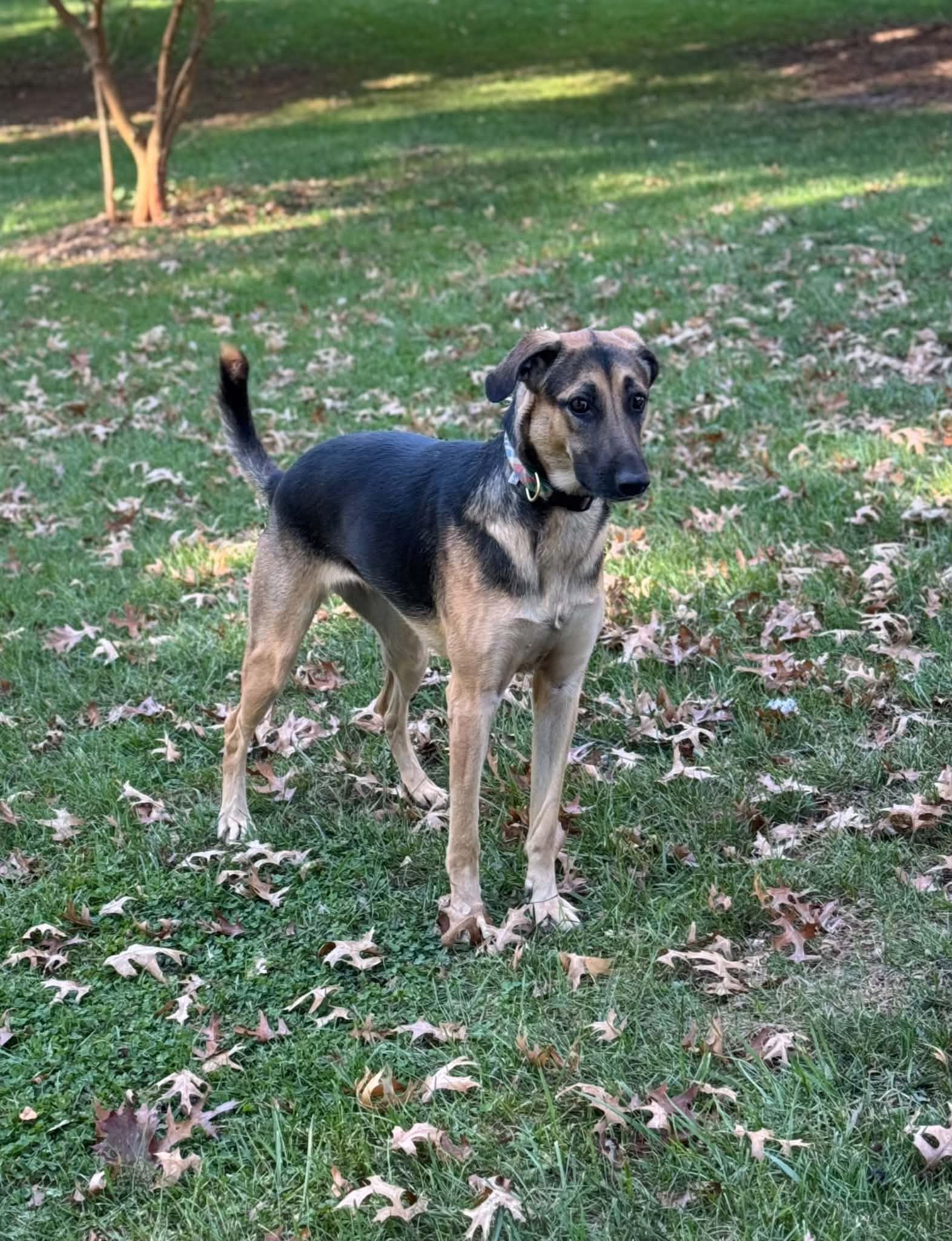 Enlarge Lara, a Adoptable mixed breed in Silver Spring, MD image 5/6
