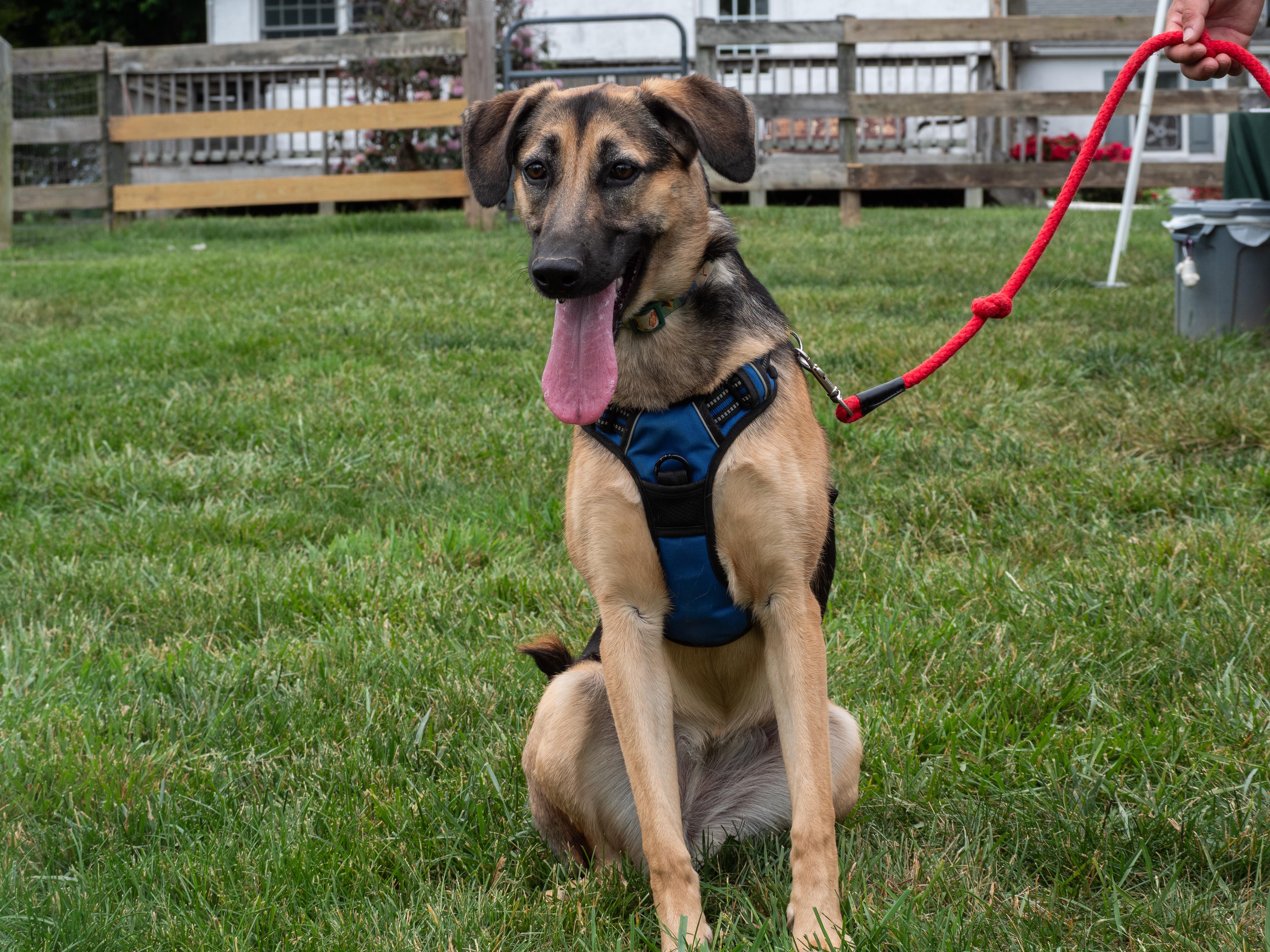 Lara, Adoptable, Young Female German Shepherd Dog & Belgian Shepherd / Malinois.