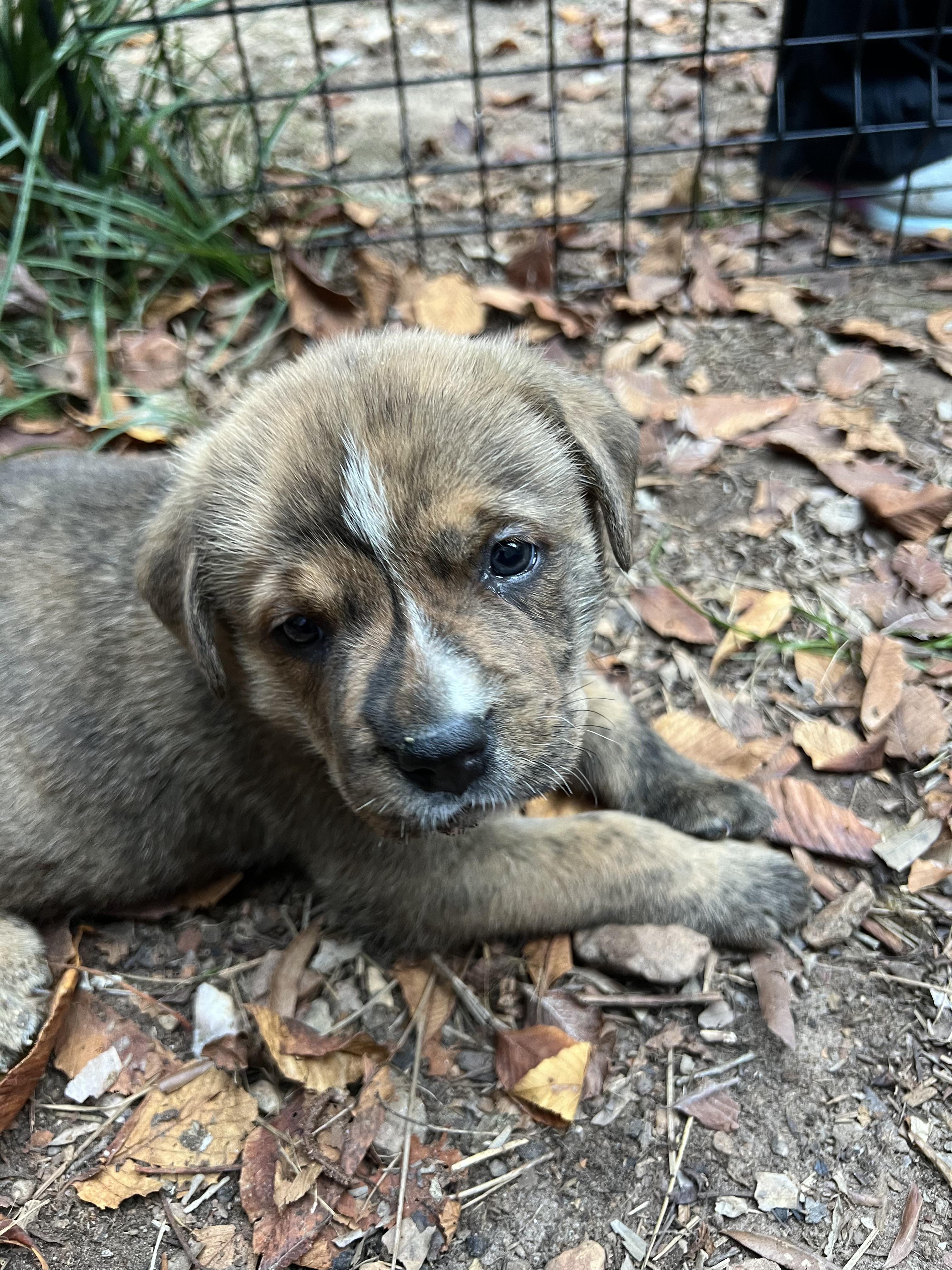 Enlarge CHONK, a Adopted mixed breed in Chapel Hill, NC image 2/2