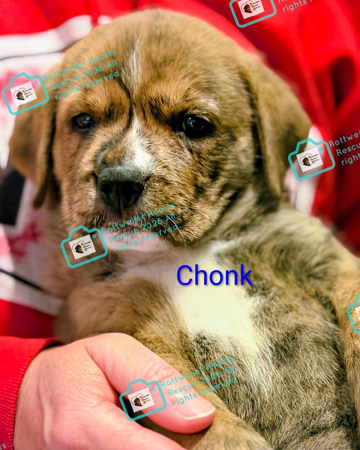 CHONK, Adopted, Puppy Male Rottweiler & American Staffordshire Terrier.