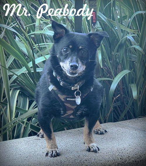 Mr. Peabody, Adoptable, Adult Male Dachshund & Terrier.