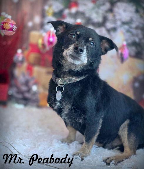 Enlarge Mr. Peabody, a Adoptable mixed breed in Anaheim Hills, CA image 2/3