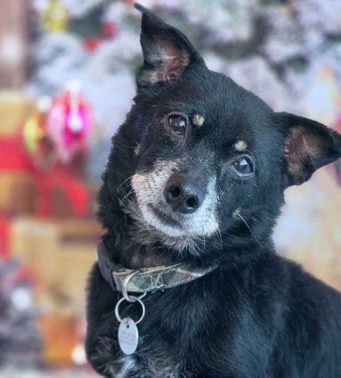 Enlarge Mr. Peabody, a Adoptable mixed breed in Anaheim Hills, CA image 3/3