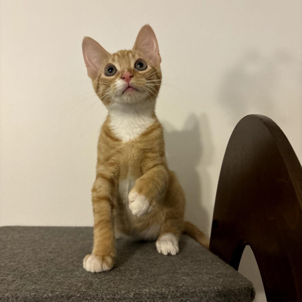 Squash, Adoptable, Kitten Male Domestic Short Hair.