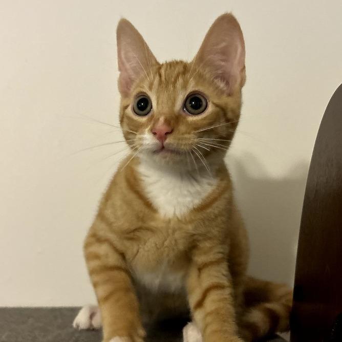 Squash, Adoptable, Kitten Male Domestic Short Hair.