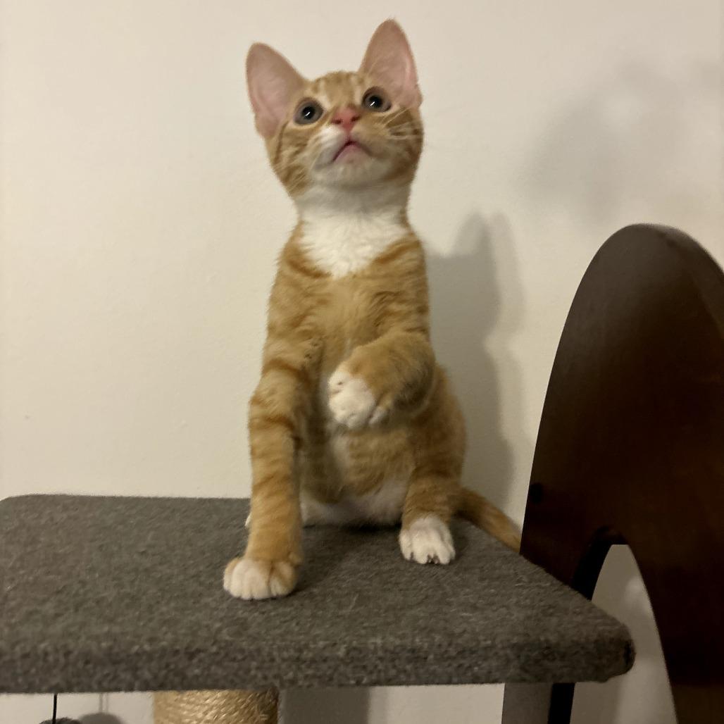 Enlarge Squash, a Adoptable Domestic Short Hair in Simpsonville, SC image 2/3
