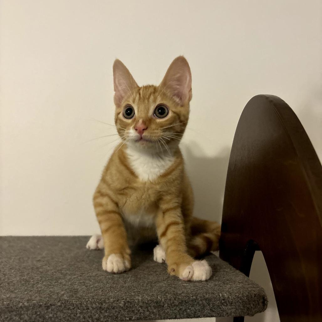 Enlarge Squash, a Adoptable Domestic Short Hair in Simpsonville, SC image 3/3