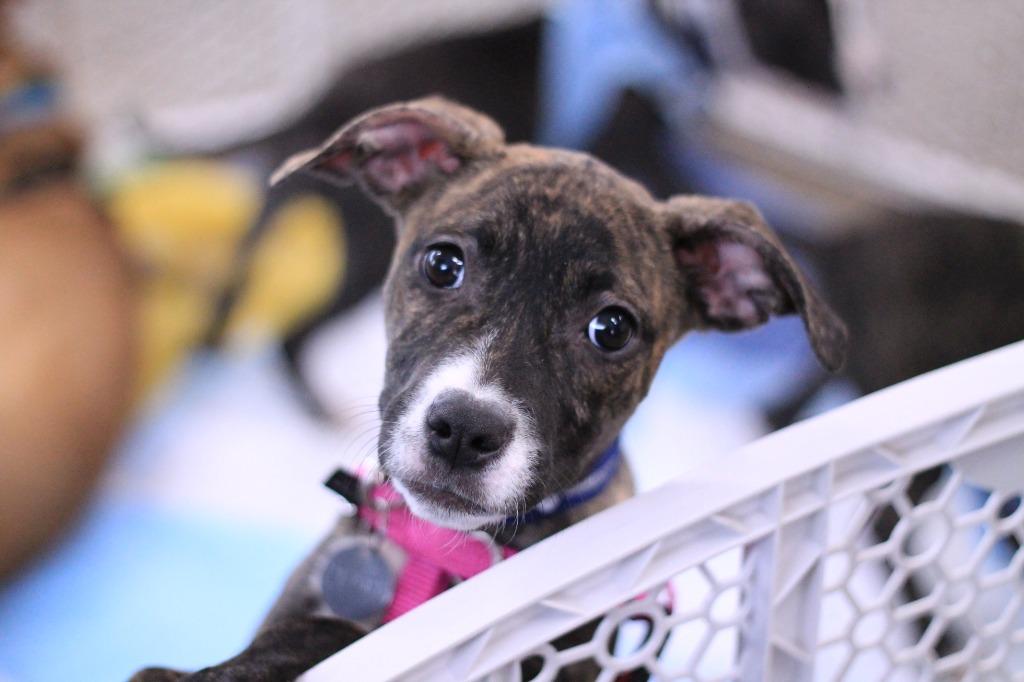 Enlarge Opus, a Adopted mixed breed in Utica, MI image 1/3