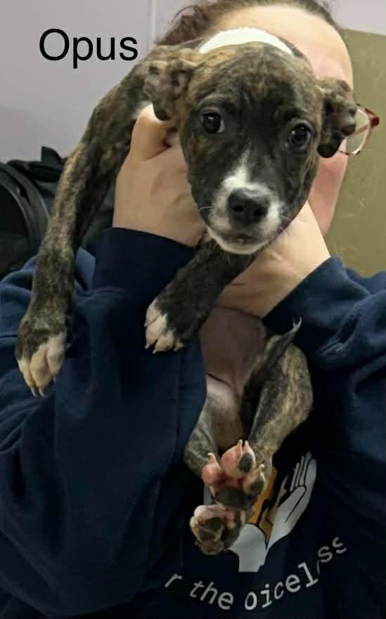 Enlarge Opus, a Adopted mixed breed in Utica, MI image 2/3