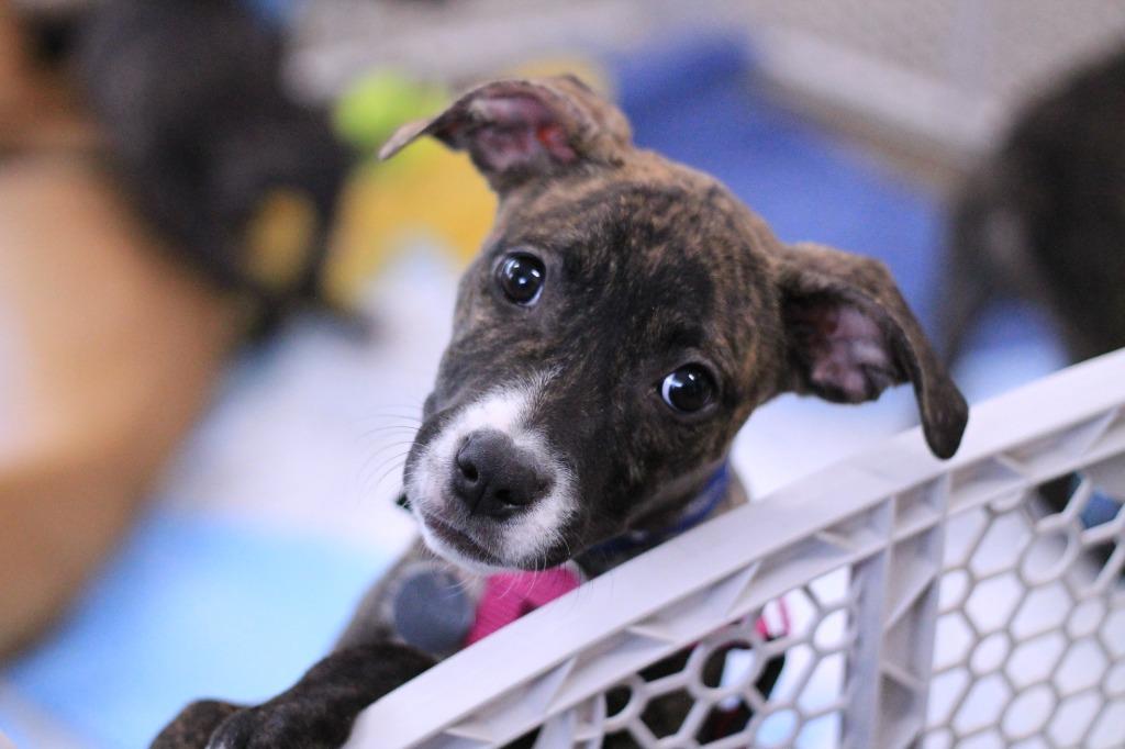 Enlarge Opus, a Adopted mixed breed in Utica, MI image 3/3