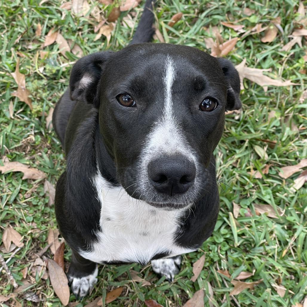 Juliette, Adoptable, Adult Female Terrier.