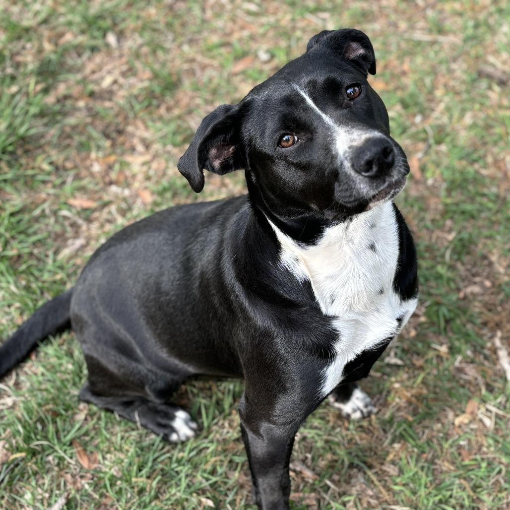 Juliette, a Adoptable Terrier in Lucedale, MS image 5/5