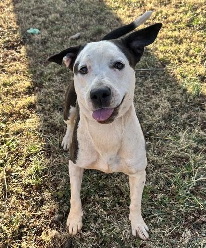 Myra, a Adoptable mixed breed in Wilkesboro, NC image 1/3