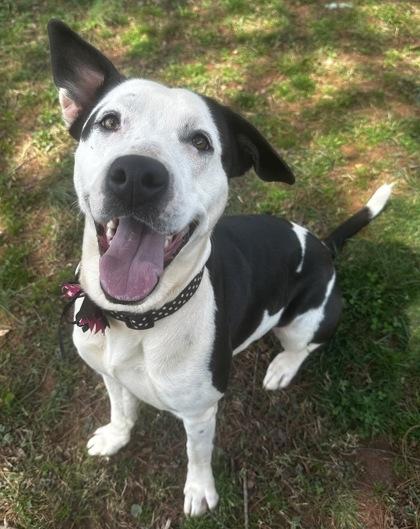 Enlarge Myra, a Adoptable mixed breed in Wilkesboro, NC image 1/3