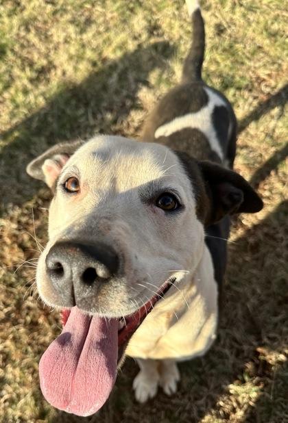 Myra, a Adoptable mixed breed in Wilkesboro, NC image 2/3