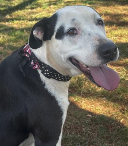 Enlarge Myra, a Adoptable mixed breed in Wilkesboro, NC image 2/3