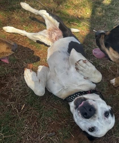 Enlarge Myra, a Adoptable mixed breed in Wilkesboro, NC image 3/3