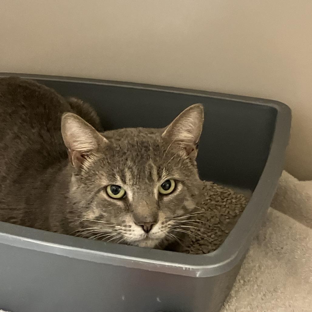 Enlarge Clive, a Adoptable Domestic Short Hair in Burlington, ON image 1/1