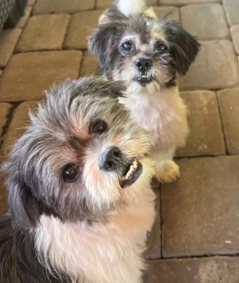 Enlarge Linus and Lucy, a Adopted mixed breed in Oakland Park, FL image 1/2