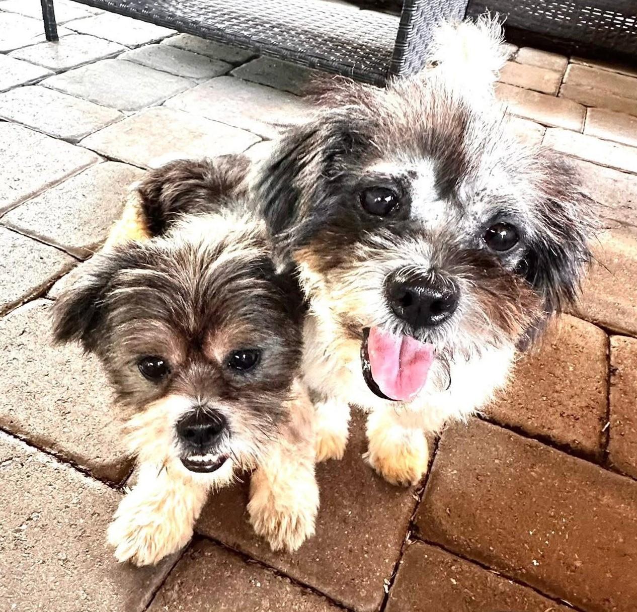 Enlarge Linus and Lucy, a Adopted mixed breed in Oakland Park, FL image 2/2