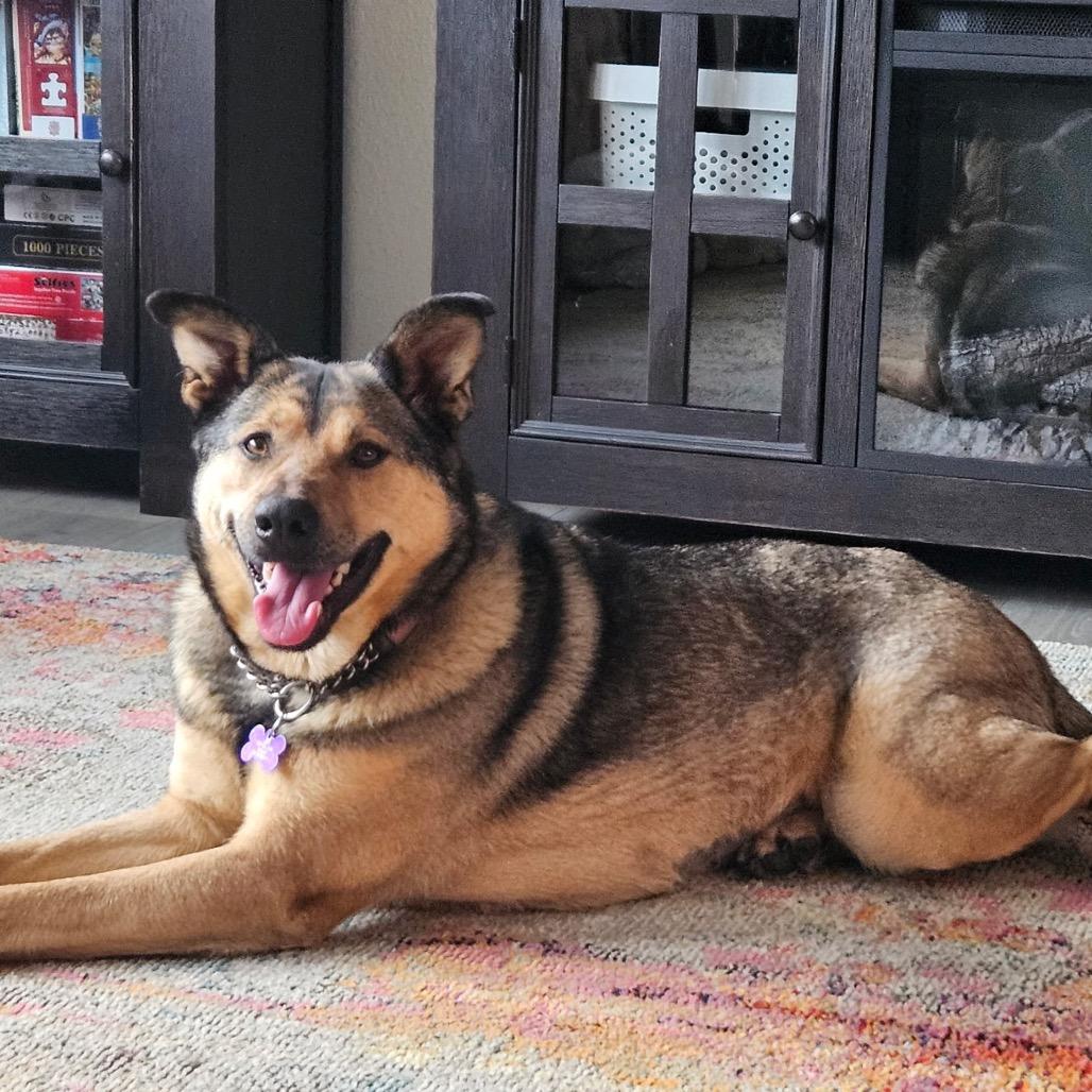 Enlarge Honey, a Adoptable Mixed Breed in Bismarck, ND image 1/6