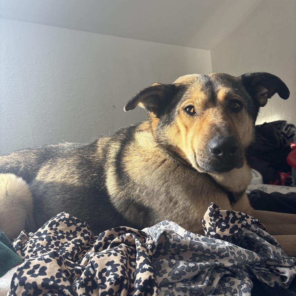 Honey, a Adoptable Mixed Breed in Bismarck, ND image 3/6