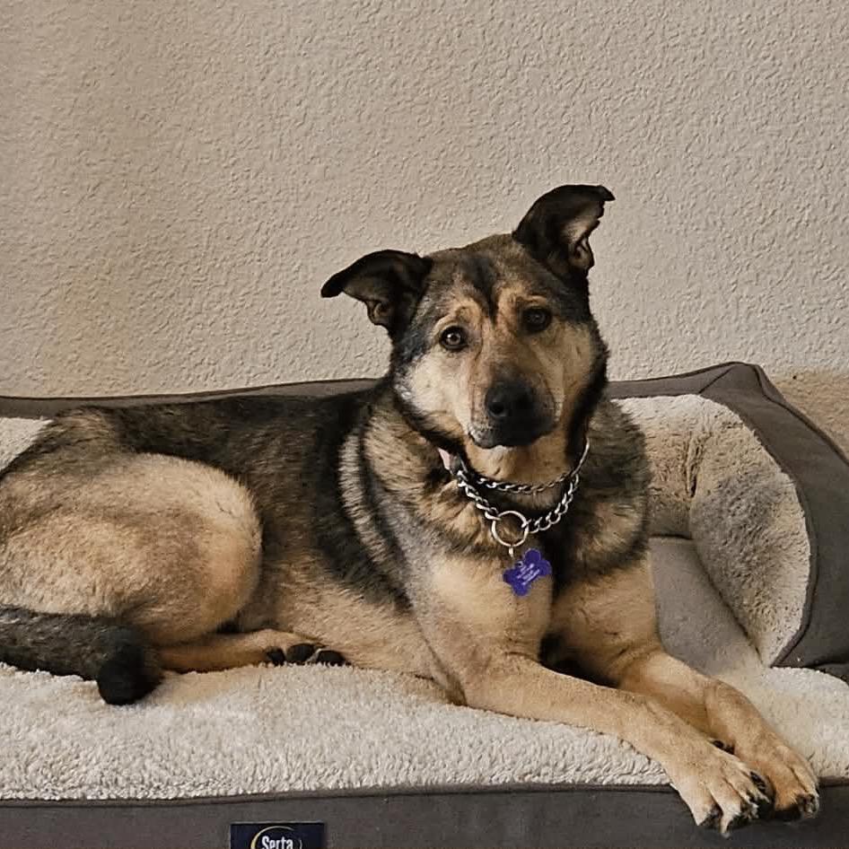 Honey, a Adoptable Mixed Breed in Bismarck, ND image 5/6