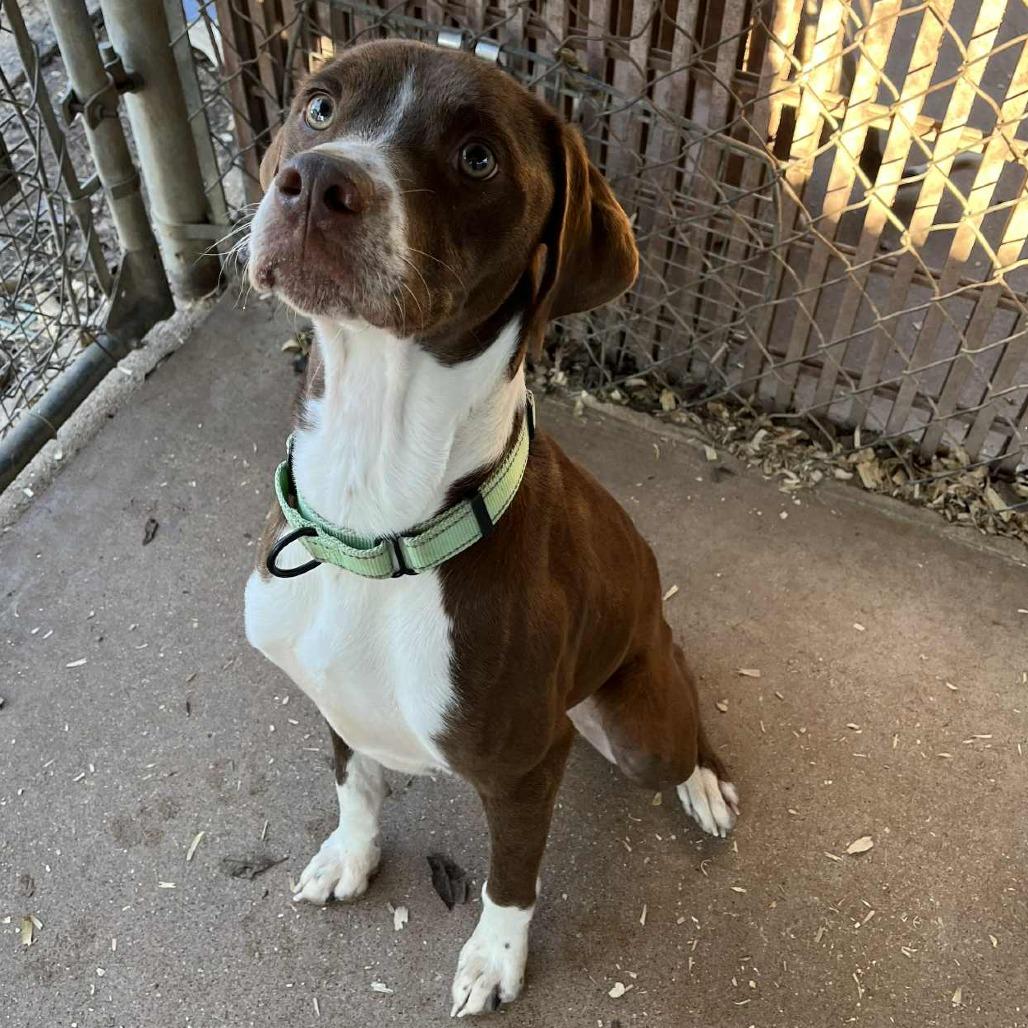 Enlarge Rosco, a Adoptable mixed breed in Stephenville, TX image 1/6