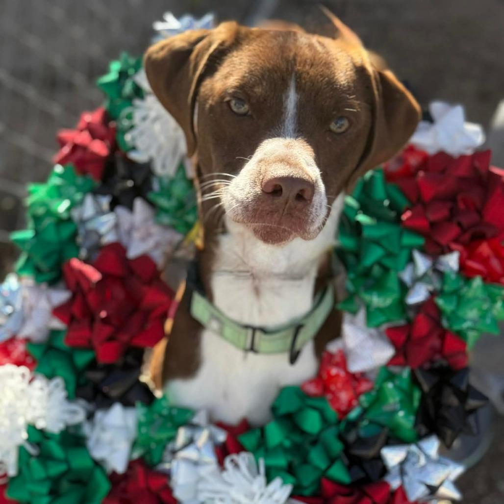Enlarge Rosco, a Adoptable mixed breed in Stephenville, TX image 2/6