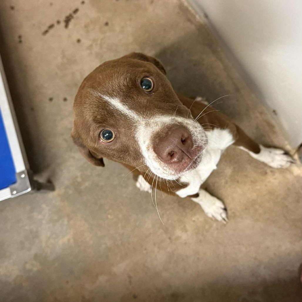 Enlarge Rosco, a Adoptable mixed breed in Stephenville, TX image 3/6